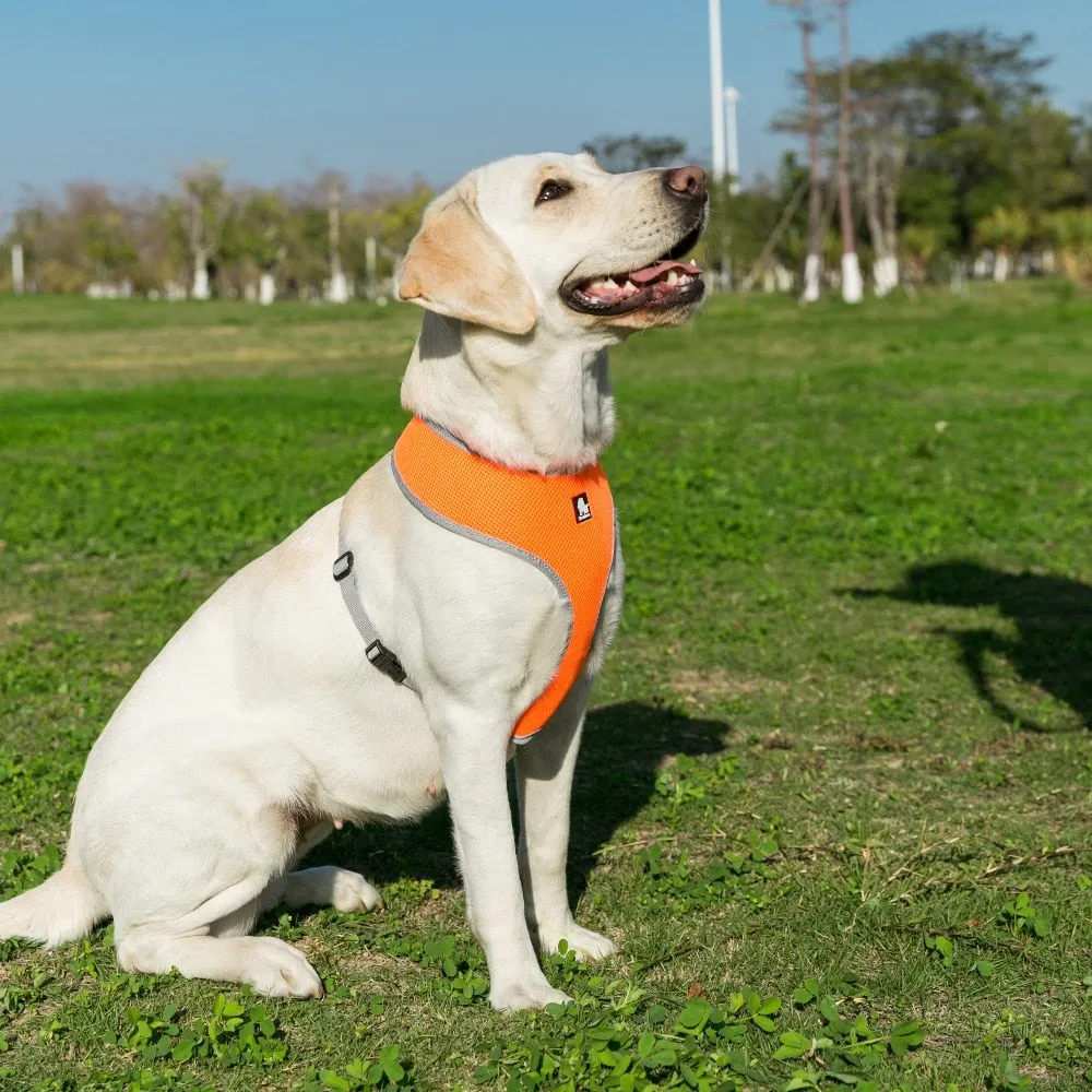 Everyday Harness - Medium Dogs (No Pull)